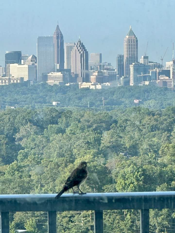 View Bird
