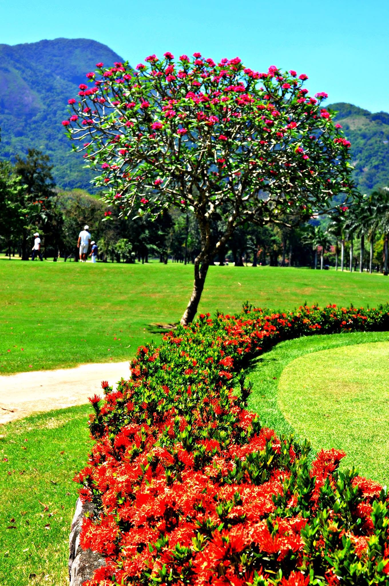 Red Tree