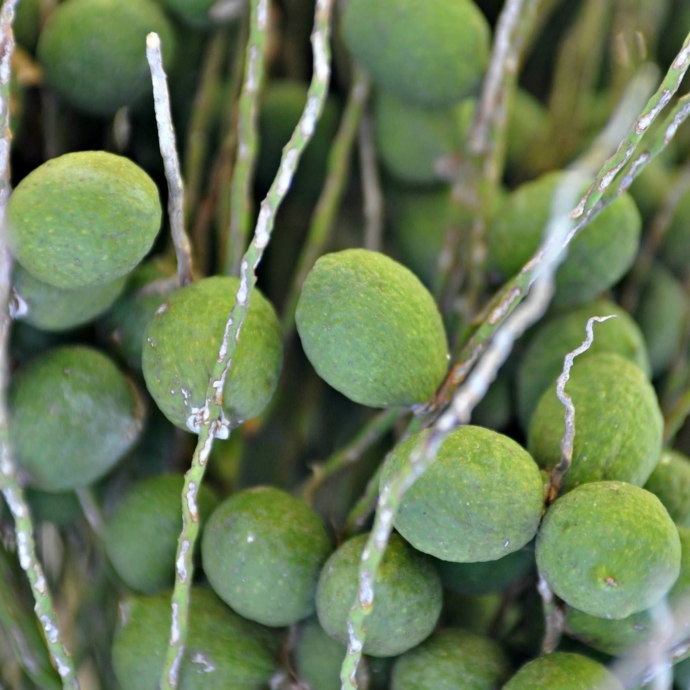 Limes